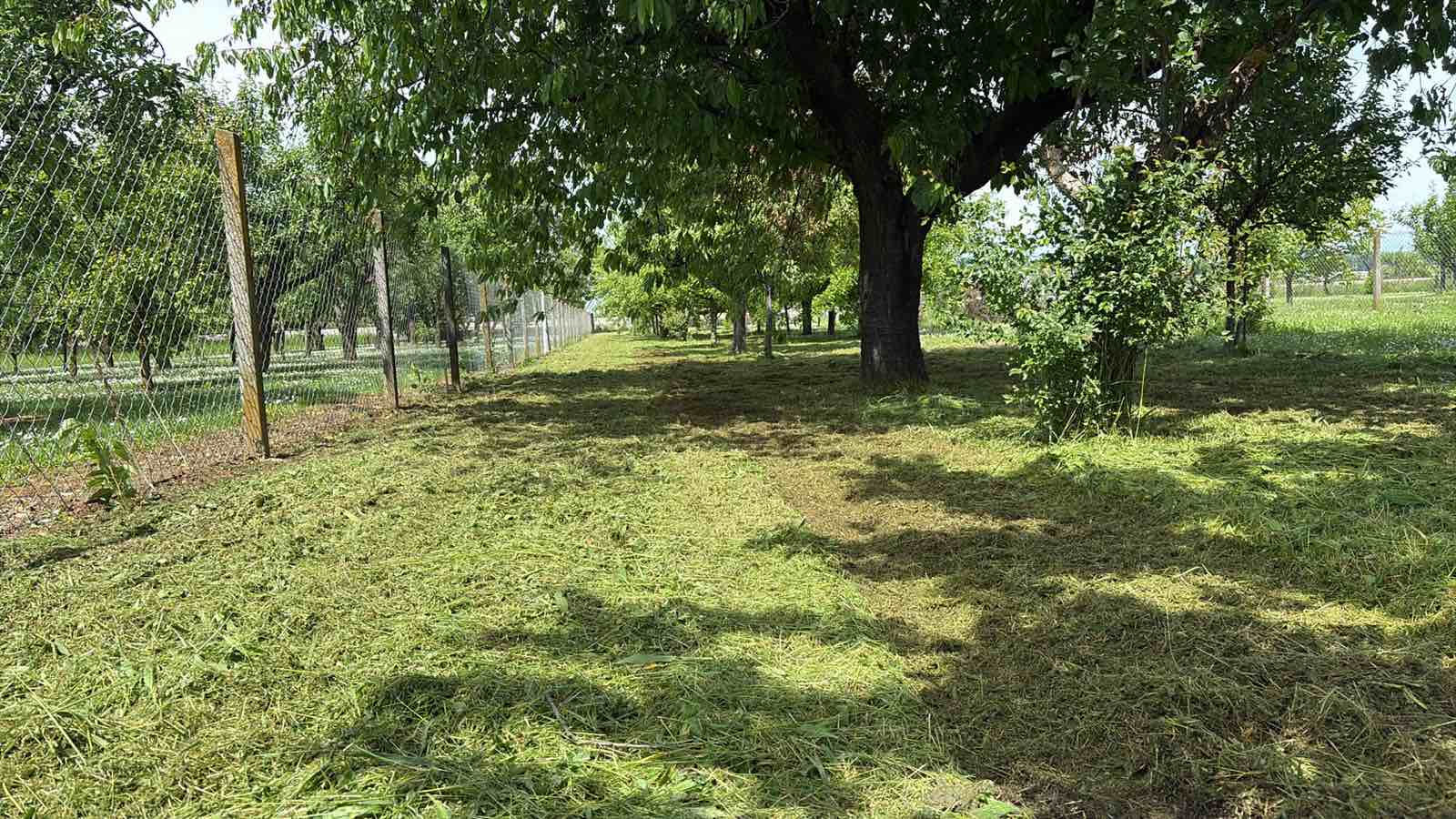 Uređeni voćnjak nakon košnje i malčiranja